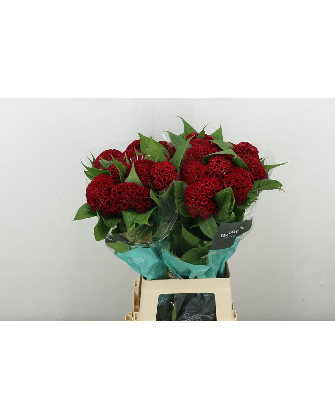 Celosia Red