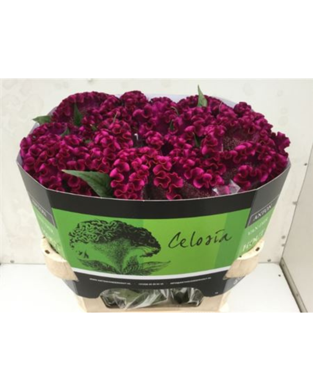 Celosia Purple