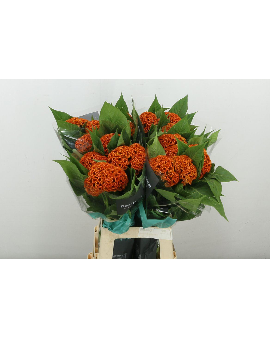 Celosia Orange