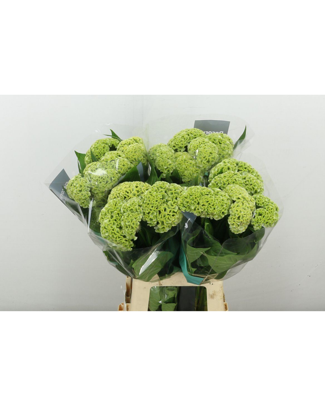 Celosia Green