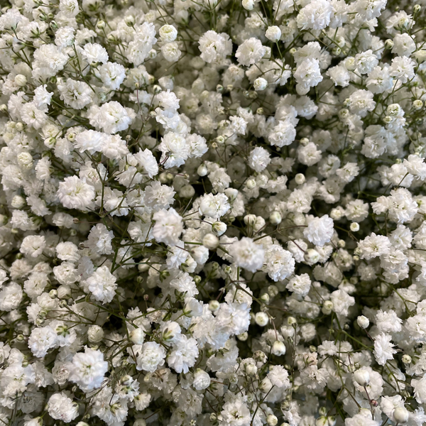 Gypsophila (Baby's Breath), Flower Growing Information